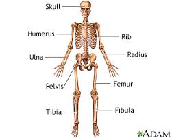 Bones are organs that produce red and white blood cells, store minerals, enable. Anterior Skeletal Anatomy Medlineplus Medical Encyclopedia Image