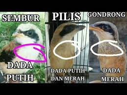 Jenis Burung Cendet Daput Damer Gondrong Pilis Sembur Youtube