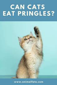 It can lead to obesity and even diabetes. Can Cats Eat Pringles Crispy Secret You Need To Know Animalfate