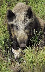 See 81,941 tripadvisor traveller reviews of 1,467 sonoma county restaurants and search by cuisine, price, location, and more. Wild Boar From Nc Wins Ncpedia