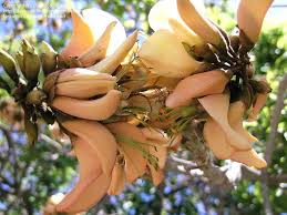 Image result for Erythrina fusca