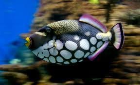 Jun 10, 2021 · sharing knowledge that helps people make better investment decisions is a huge reward factor for nicholas riemer. Clown Triggerfish Wikipedia