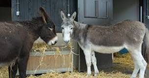 What to feed your donkeys: Nutrition advice | The Donkey ...