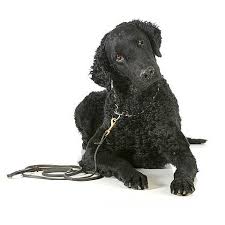 Image result for curly coated retrívr