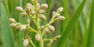 Image result for Sesamum angustifolium