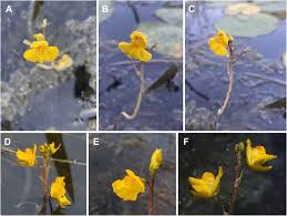 Image result for Utricularia simulans