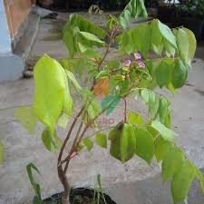 We did not find results for: Jual Bibit Belimbing Madu Unggul Agro Bibit Id