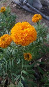 Pin By Maneesh S On Mazhayormakal Orange Flowers Flowers Photography