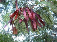 Invasive Species Tropical Rain Forest Congo Africa