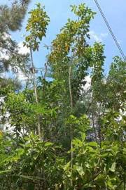 Image result for Commiphora viminea
