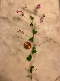 Image result for Rhynchosia luteola