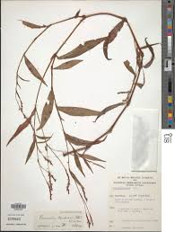 Image result for Persicaria decipiens