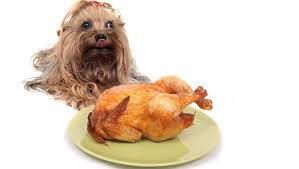 Die amerikaner danken gott für das, was sie haben mit thanksgiving am 25. 7 Hausgemachte Thanksgiving Hundefutter Und Leckerei Rezepte Videos Haustiere Welt