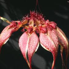 Image result for Bulbophyllum schinzianum