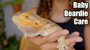 Последние твиты от mohegan lake petsmart (@petsmart0747). Petco Vs Petsmart Bearded Dragon Care Guides Youtube