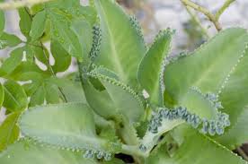 Aranto Cura O Cancer E Muitas Outras Doencas Dizem As Pesquisas Aranto Planta Plantas Medicinais Sobre Plantas