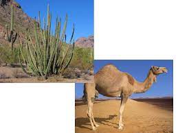 White sun and orange landscape. What Wildlife Lives In The Desert Learning Objective To Be Able To Explain How Plants And Animals Have Adapted To Living In The Desert Ppt Download