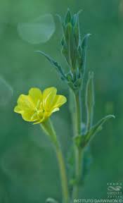 Image result for Oenothera indecora