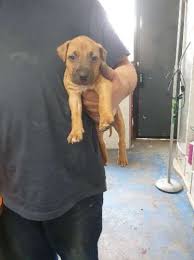 Pin On Puppies For Sale In Australia
