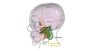 Image result for Paropsia