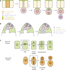 Both kinds of cells are eukaryotic, which means that they are larger than bacteria and microbes, and their processes of cell division make use of mitosis and meiosis. Asymmetric Cell Divisions A View From Plant Development Developmental Cell