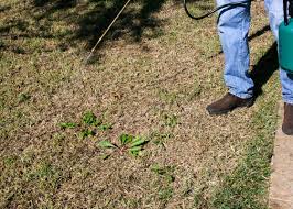 Will applying lawn fertilizer cure patches? Lawn Renovation Tree Top Nursery Landscape Inc