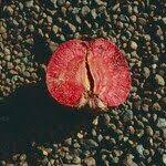 Image result for Sarcocephalus