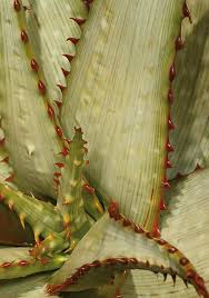Image result for Aloe bicomitum