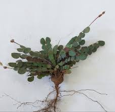 Image result for Biophytum crassipes