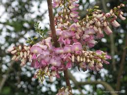 Image result for Gliricidia sepium