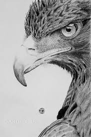 Epingle Par Melessa Tyler Sur Diy Dessin Aigle Dessin Realiste Croquis Animaux