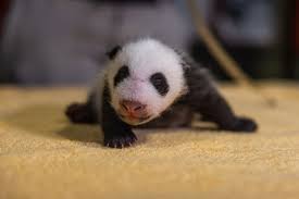 In 1994, panda merged with azizia company to become azizia panda united. Born Blind Pink And Entirely Helpless Here S How Giant Pandas Grow Up