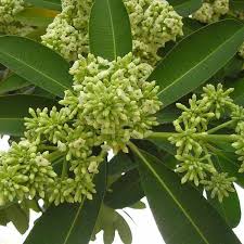 Discover free flashcards, games and test preparation activities designed to help you learn about alstonia scholaris and other subjects. Alstonia Scholaris Dita Tree Saptaparni Plant