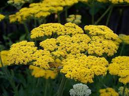 We did not find results for: 30 Types Of Yellow Flowers And Their Meanings Orchid Republic