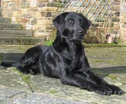 Drakeshead Labradors Labrador Retriever Labrador Labrador Puppy