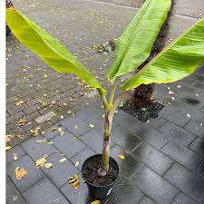 Image result for Musa sp. (Ornamental bananas)