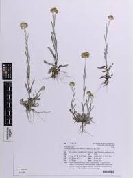 Image result for Pseudognaphalium luteo-album
