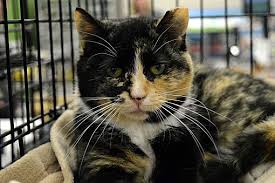 She is seeking an indoor home. Richmond Va Calico Meet Cleo A Pet For Adoption