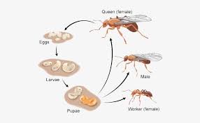 In cooler climates, they survive the winter by going into a state of dormancy or inactivity known as diapause. The Lifecycle Of Ants Is Based On 4 Stages Of The Development Long Do Ants Live 550x445 Png Download Pngkit