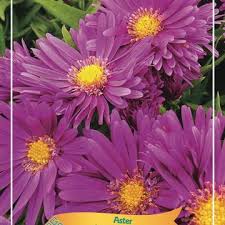 Image result for Asters `Jenny