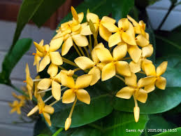Image result for Ixora brachypoda