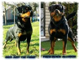 Rottweiler puppies born in late april. German Rottweiler Puppies Pets And Animals For Sale Florida