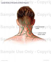 This often is a result of an infection but can occur without a known cause. Back Of Neck Anatomy Glands Head And Neck Anatomy Thyroid Gland Thyroid Anatomy Join Our Newsletter And Receive Our Free Ebook