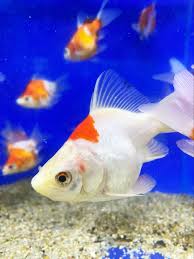 玉 錦 金魚