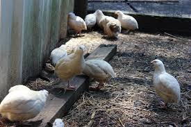 Diy rabbit hay box | small pet hay rack. Hightail Farms The Quail Are Back