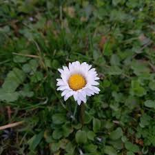 Image result for Bellis