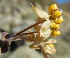 Image result for Asclepias albens