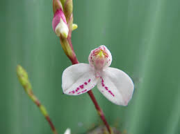 Image result for Disa baurii