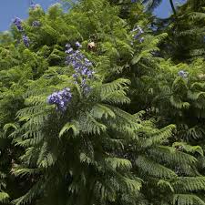 Image result for Jacaranda mimosifolia