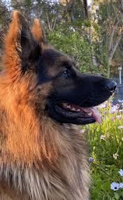 Ted E Bear In 2020 German Dogs German Shepherd Dogs Wolf Dog